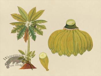 Far East Fruit and Flowers 36